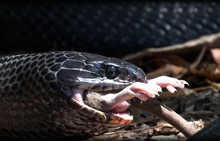Top 5 sự thật mà chúng ta thường xuyên hiểu nhầm về rắn