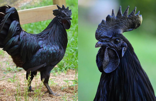 Loài gà kỳ lạ nhất thế giới: Con nào cũng đen thui, người cứ như ngã vào mỏ than