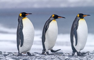 Nghiên cứu mới: Phân chim cánh cụt tạo ra khí gây cười, hít thở không khí trong khu vực thôi cũng đủ 