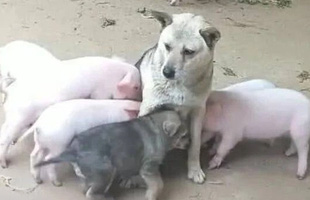 Bị đàn lợn con xếp hàng xin “ti trực