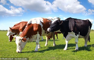 Nghịch lý trớ trêu: Hàng loạt học sinh tiểu học ở Anh tin rằng bò... đẻ ra trứng gà