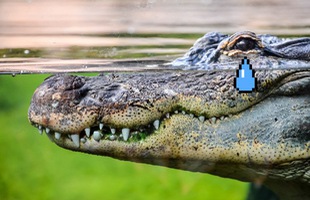 Zimbabwe: Bé gái 11 tuổi nhảy lên lưng cá sấu, chọc vào mắt nó cứu bạn thoát chết