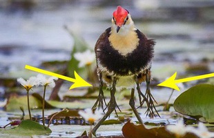 Tưởng bị nhiễm phóng xạ mọc ra 10 chân, sự thật về con chim kỳ lạ lại khiến Internet cảm phục
