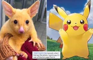 Bất ngờ tìm thấy loài Pikachu ngoài đời thực hiện đang sống tại nước Úc