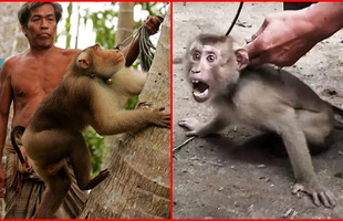 Xót xa chú khỉ con bị bắt cóc khỏi mẹ, hằng ngày phải hái 1.000 trái dừa theo ý chủ