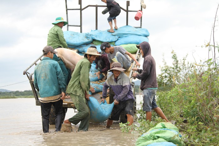 Đắk Lắk: Gồng mình đắp đê cứu hơn 1.000ha lúa