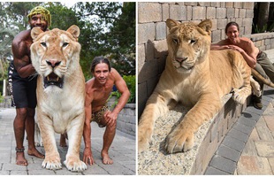 Youtuber khoe sư tử lai hổ siêu to khổng lồ, còn tranh thủ đi dạo với nó và cái kết đắng lòng
