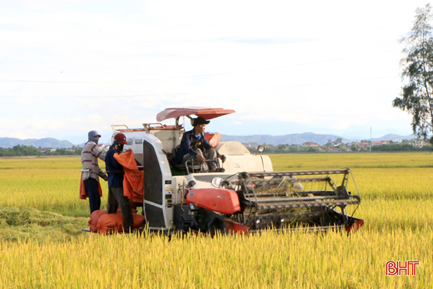 Mới đầu tháng 8, lúa đã chín, rơm đã thơm nồng ngát các làng quê Hà Tĩnh