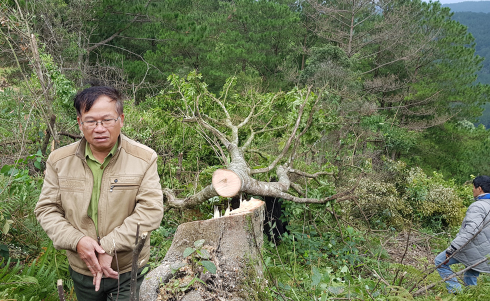 Bắt quả tang 11 người phá rừng phòng hộ tại Đà Lạt
