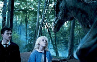 20 điều vô nghĩa mà chả mấy ai biết về bộ ba nhân vật chính của Harry Potter (P.2)