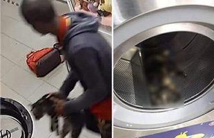 Phát hiện xác 3 con mèo trong máy giặt công cộng, camera soi ra hành động vô nhân đạo của gã đàn ông và cái giá phải trả thích đáng