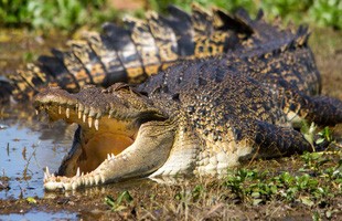 Top 5 điều kỳ thú về cá sấu nước mặn - loài bò sát đáng sợ nhất Trái Đất hiện tại, điều cuối sẽ khiến bạn rùng mình đấy