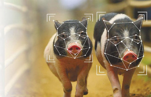 Bị kìm kẹp quá đáng, tập đoàn công nghệ hàng đầu thế giới chuyển sang…. chăn lợn
