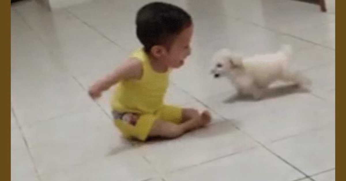 Clip: Khoảnh khắc đáng yêu giữa cậu bé khuyết tật và cún con