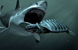 Giả thuyết về sự tồn tại về Megalodon, siêu cá mập có thật hay chỉ là cú lừa của truyền thông?