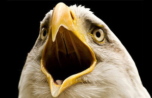 Vì sao các loài chim lại không có răng: Câu trả lời thú vị đến bất ngờ!