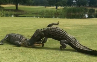 Hai anh cá sấu khổng lồ thản nhiên vật nhau giữa sân golf khiến loài người hết hồn khi chứng kiến cuộc chiến