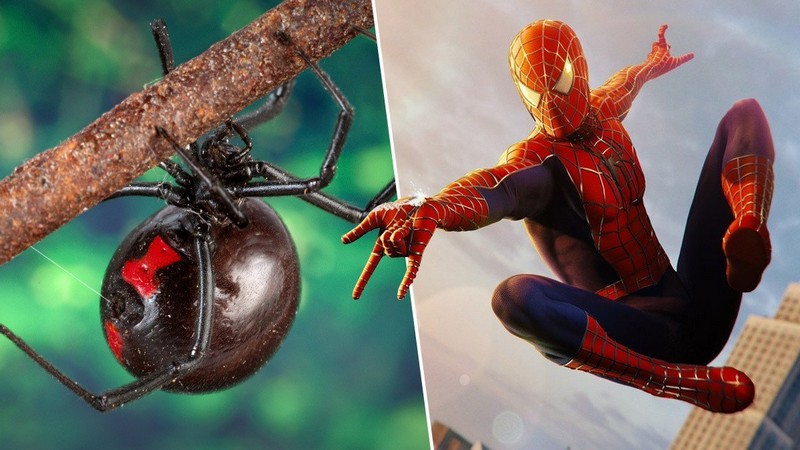 Bi kịch 3 anh em cho nhện độc cắn vào người để hóa siêu anh hùng vì quá mê Spider-Man