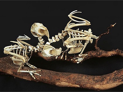 Lặng ngắm bộ xương của những loài chim đã tuyệt chủng được dựng bằng xương gà ăn thừa