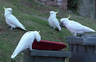 Một con vẹt ở Sydney mở lớp huấn luyện cạy thùng rác cho những con vẹt khác, chúng đích thị là đang tiến hóa